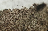 Psathyrella senex image