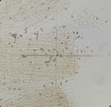 Psathyrella senex image