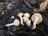 Cuphophyllus virgineus image