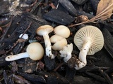 Cuphophyllus virgineus image