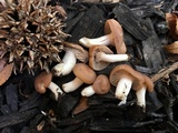 Hygrocybe colemanniana image