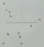 Psathyrella senex image