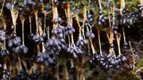 Badhamia utricularis image