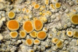 Caloplaca stanfordensis image