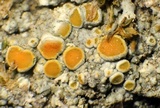 Caloplaca stanfordensis image