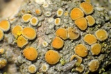 Caloplaca stanfordensis image