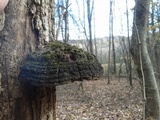 Phellinus robiniae image