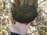 Phellinus robiniae image