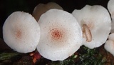 Ripartitella brasiliensis image