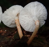 Ripartitella brasiliensis image