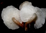 Ripartitella brasiliensis image