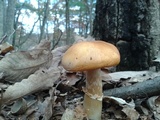 Cortinarius caperatus image