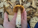 Cortinarius caperatus image