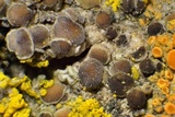 Lecania fuscella image