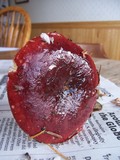 Russula xerampelina image