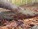 Phellinus gilvus image