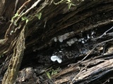Ceratiomyxa fruticulosa var. fruticulosa image