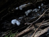 Ceratiomyxa fruticulosa var. fruticulosa image