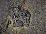 Thyrea confusa image