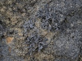 Thyrea confusa image