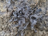 Thyrea confusa image