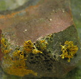 Xanthoria candelaria image