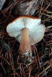 Rhodocollybia butyracea image