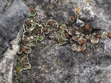 Psora pseudorussellii image