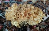 Sparassis americana image