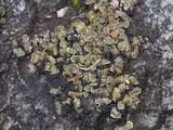 Psora pseudorussellii image
