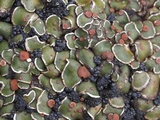 Psora pseudorussellii image