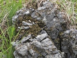 Psora pseudorussellii image