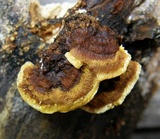 Gloeophyllum sepiarium image