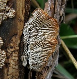 Gloeophyllum sepiarium image