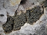 Thyrea confusa image
