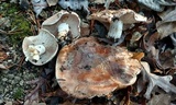 Hebeloma albomarginatum image
