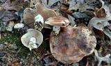Hebeloma albomarginatum image