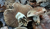 Hebeloma albomarginatum image