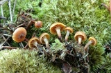 Xeromphalina cauticinalis image