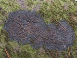 Fuscopannaria leucosticta image