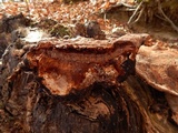 Ganoderma lobatum image