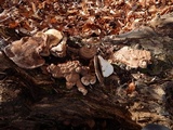 Ganoderma lobatum image
