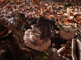 Ganoderma lobatum image