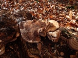 Ganoderma lobatum image