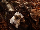Ganoderma lobatum image