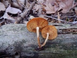 Gymnopilus penetrans image