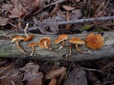 Gymnopilus penetrans image