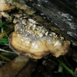 Bjerkandera adusta image