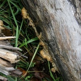 Bjerkandera adusta image