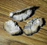 Bjerkandera adusta image